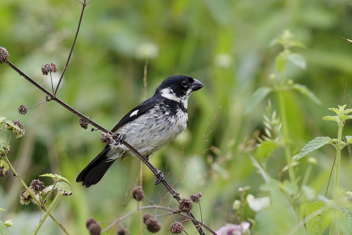 Variable Seedeater (Variable) - ML204245751