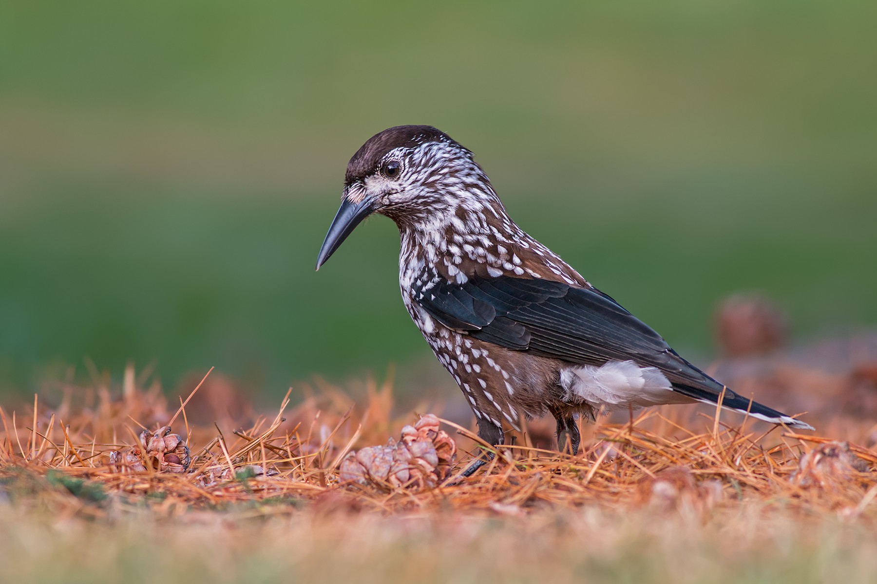 Spotted Nutcracker (Northern) eBird