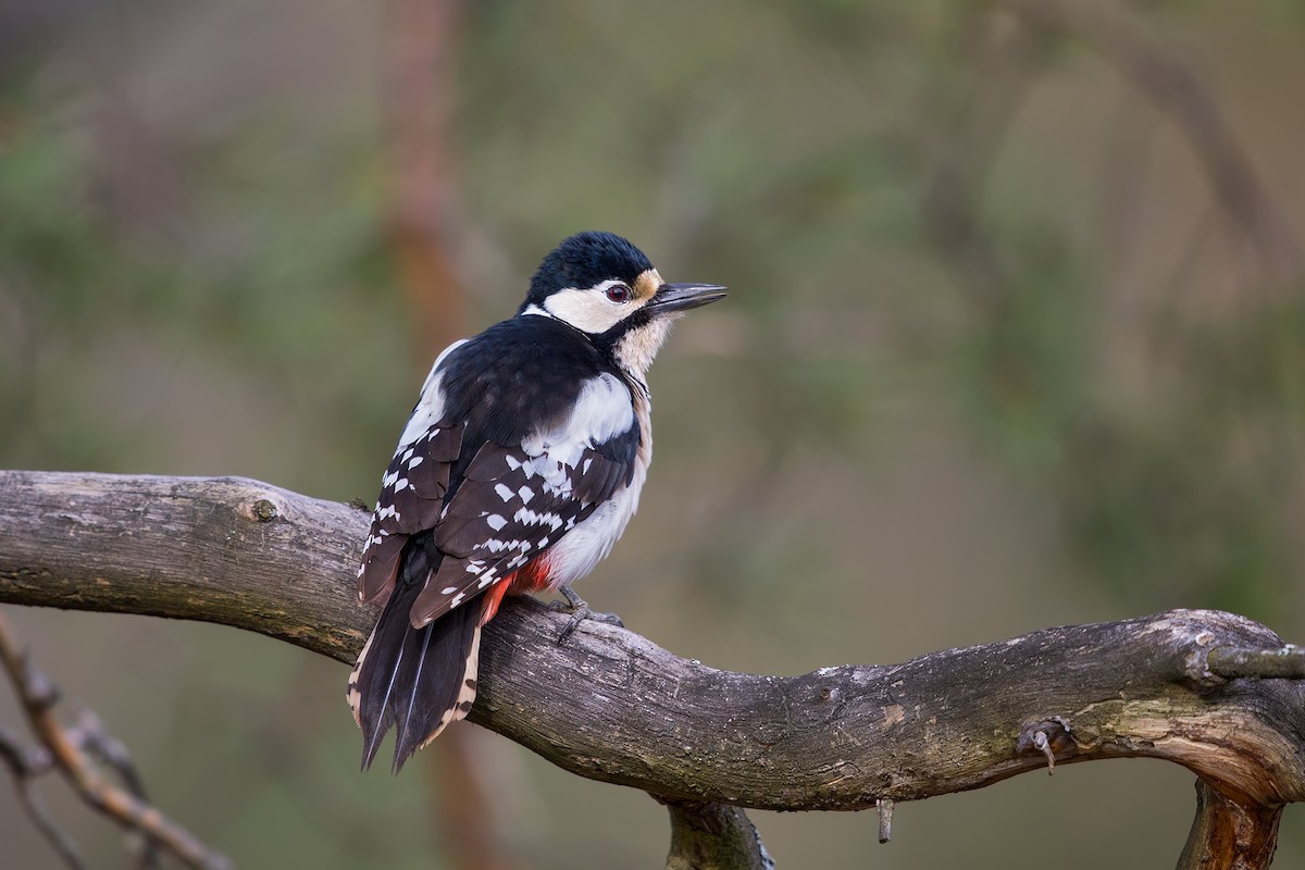 Great Spotted Woodpecker (Great Spotted) - Ivan Sjögren