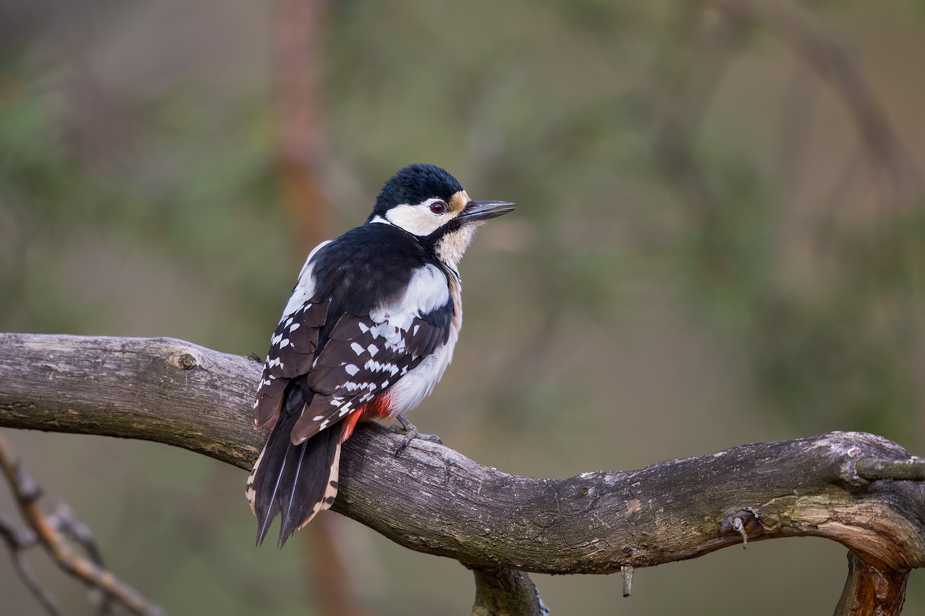 Great Spotted Woodpecker (Great Spotted) - Ivan Sjögren