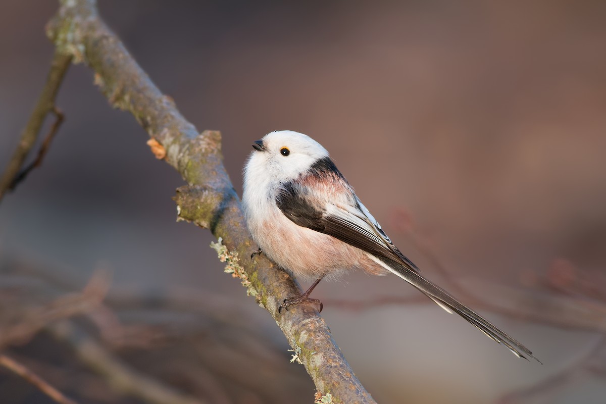 Long-tailed Tit (caudatus) - ML204246241