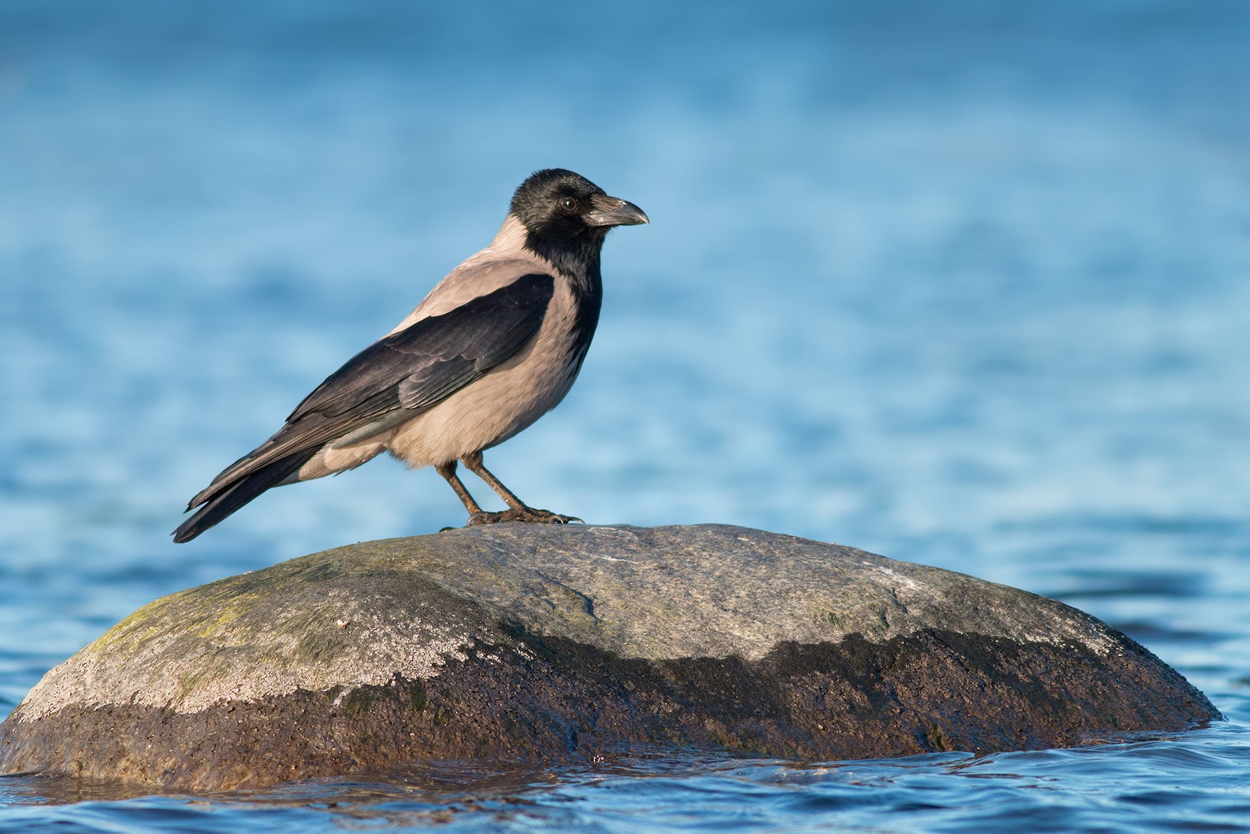 ズキンガラス Cornix グループ Ebird