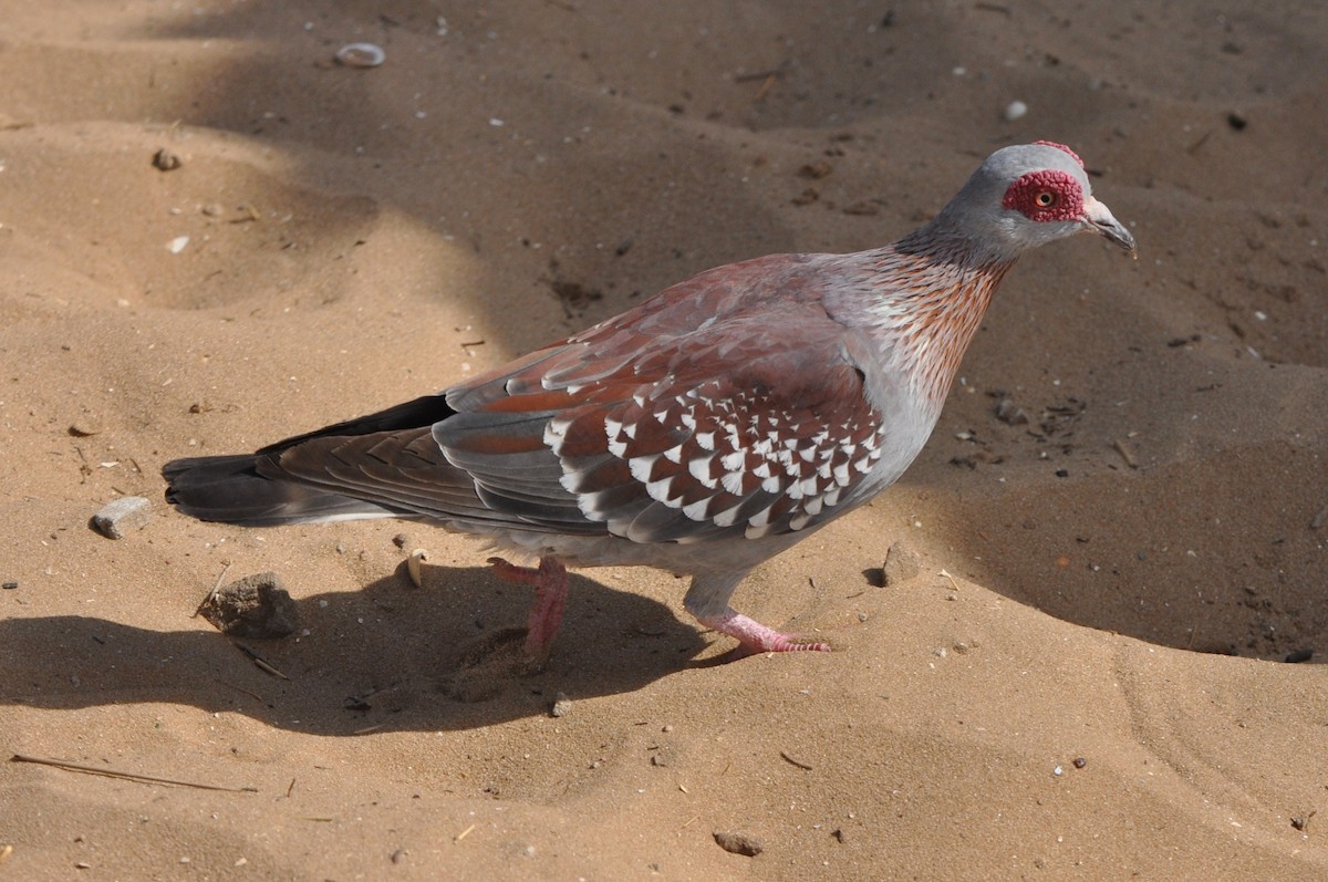 Speckled Pigeon - Raymond Marsh