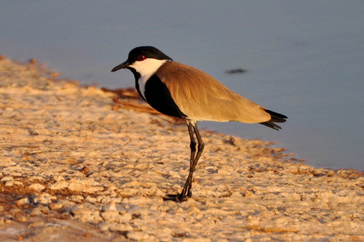 Spur-winged Lapwing - ML204246421
