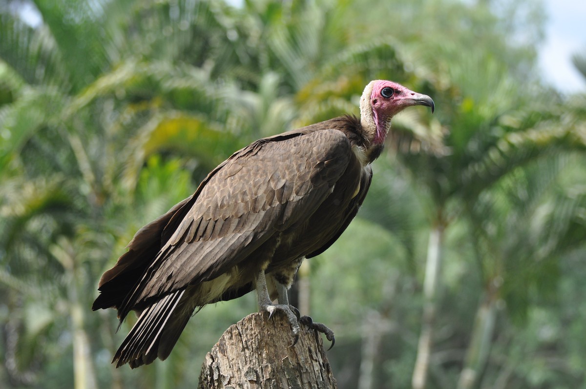 Hooded Vulture - Raymond Marsh