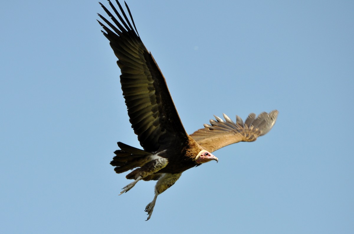 Hooded Vulture - Raymond Marsh