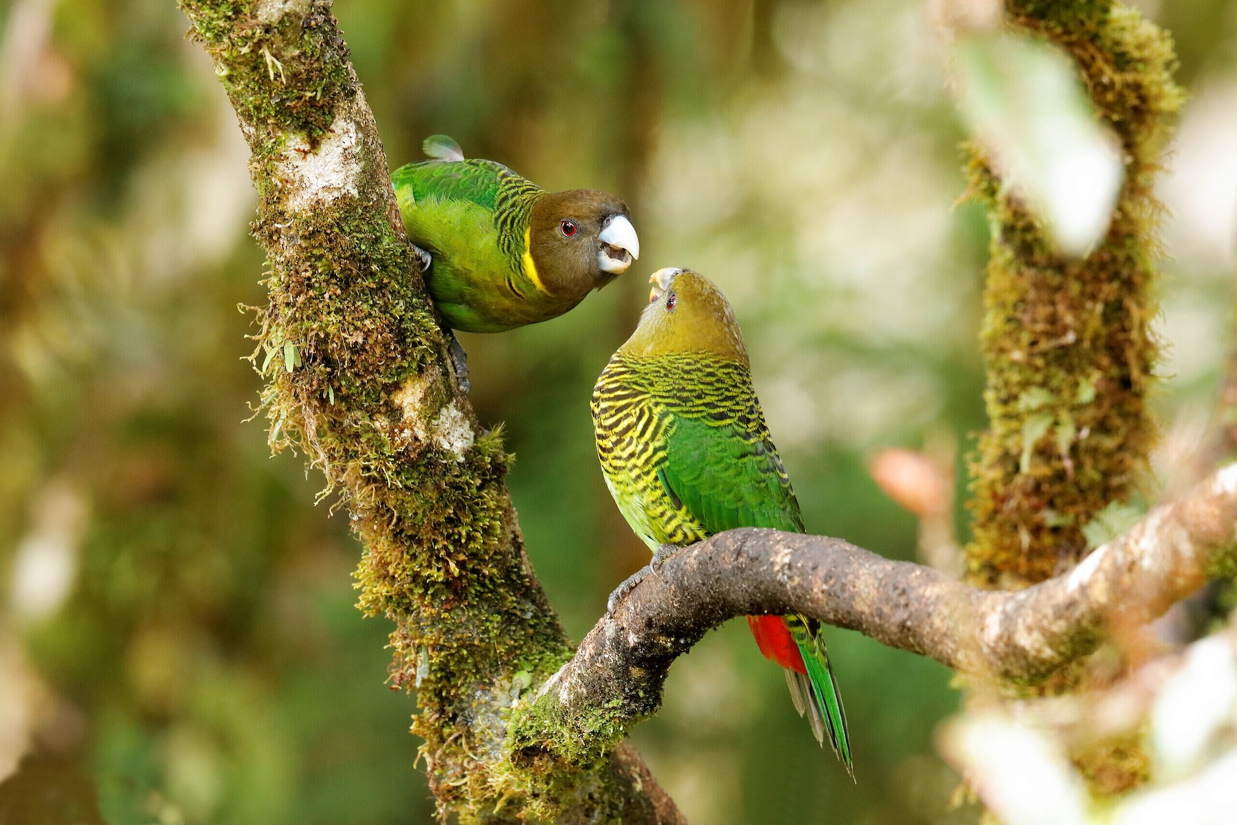 Tiger parrot