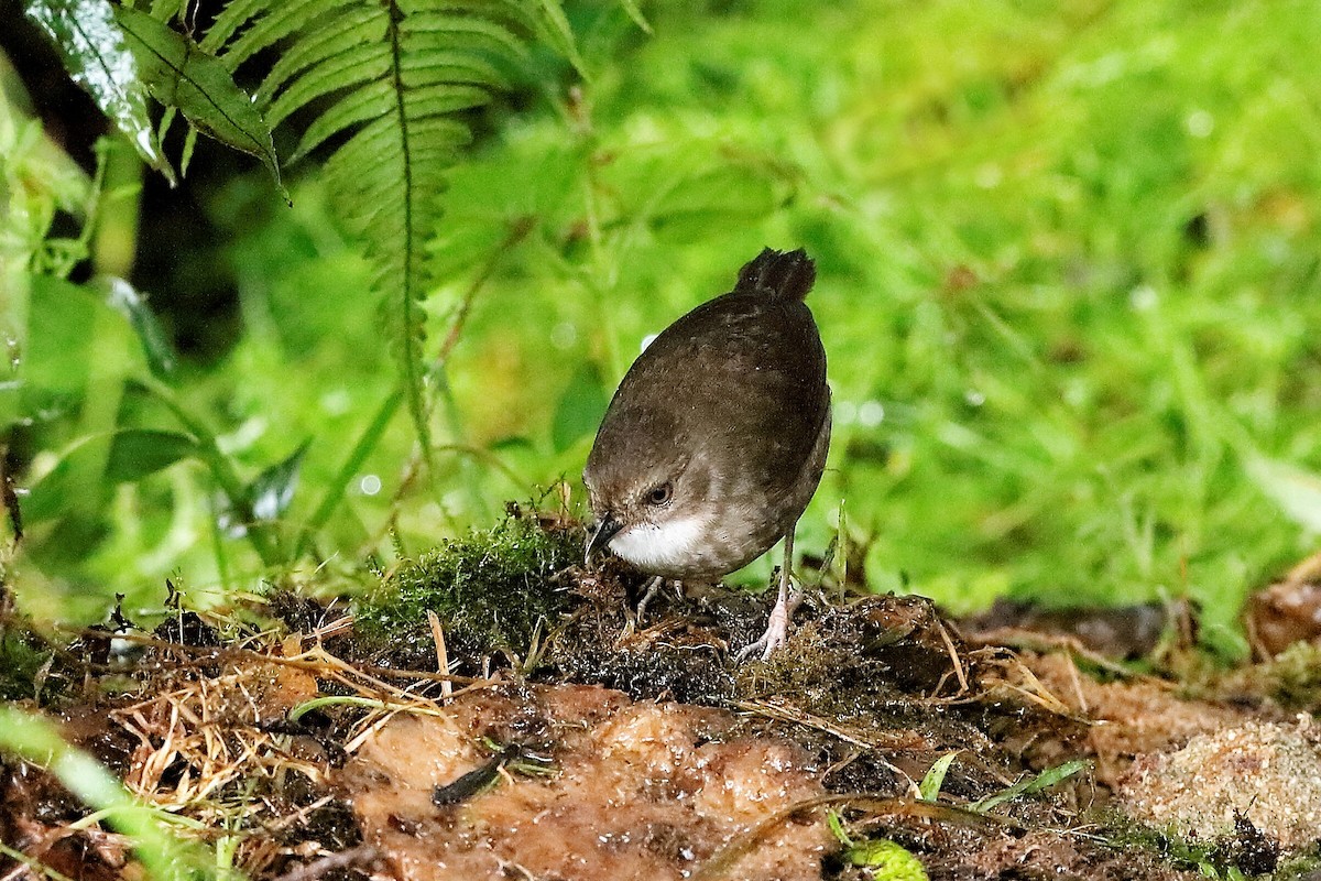 Mountain Mouse-Warbler - ML204247131