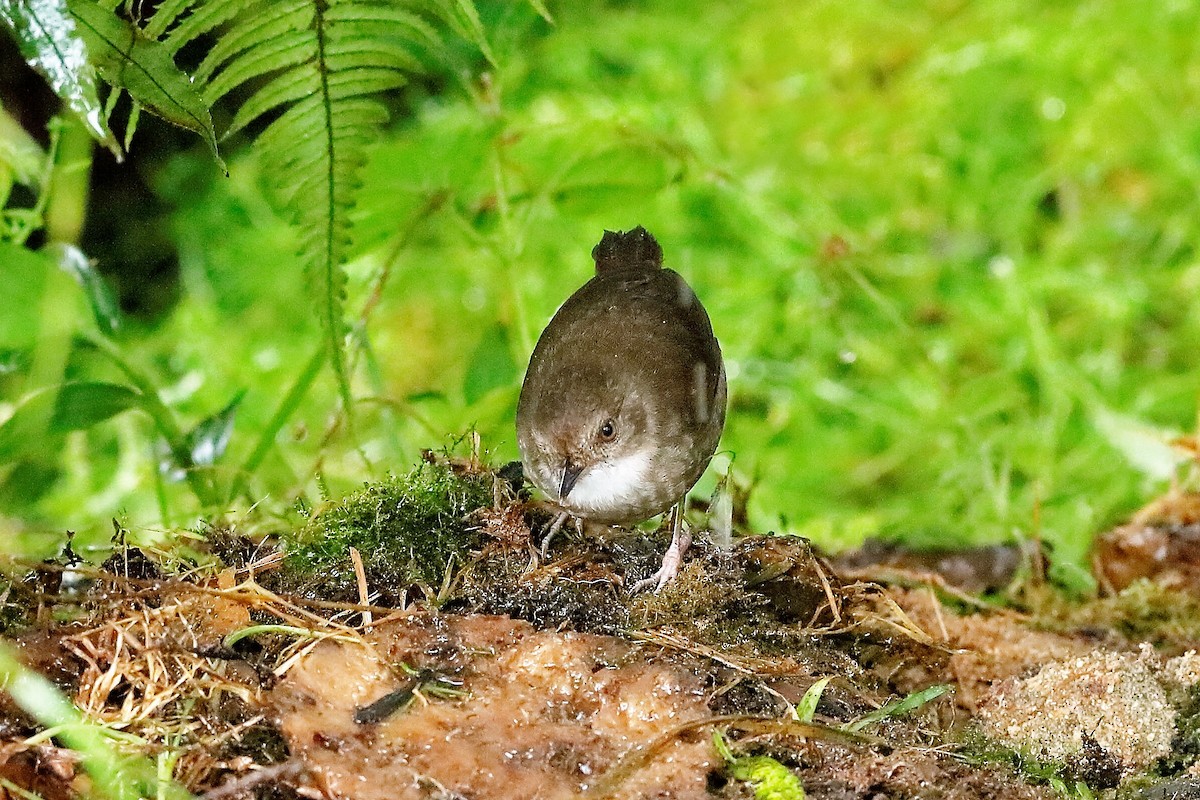 Mountain Mouse-Warbler - ML204247141