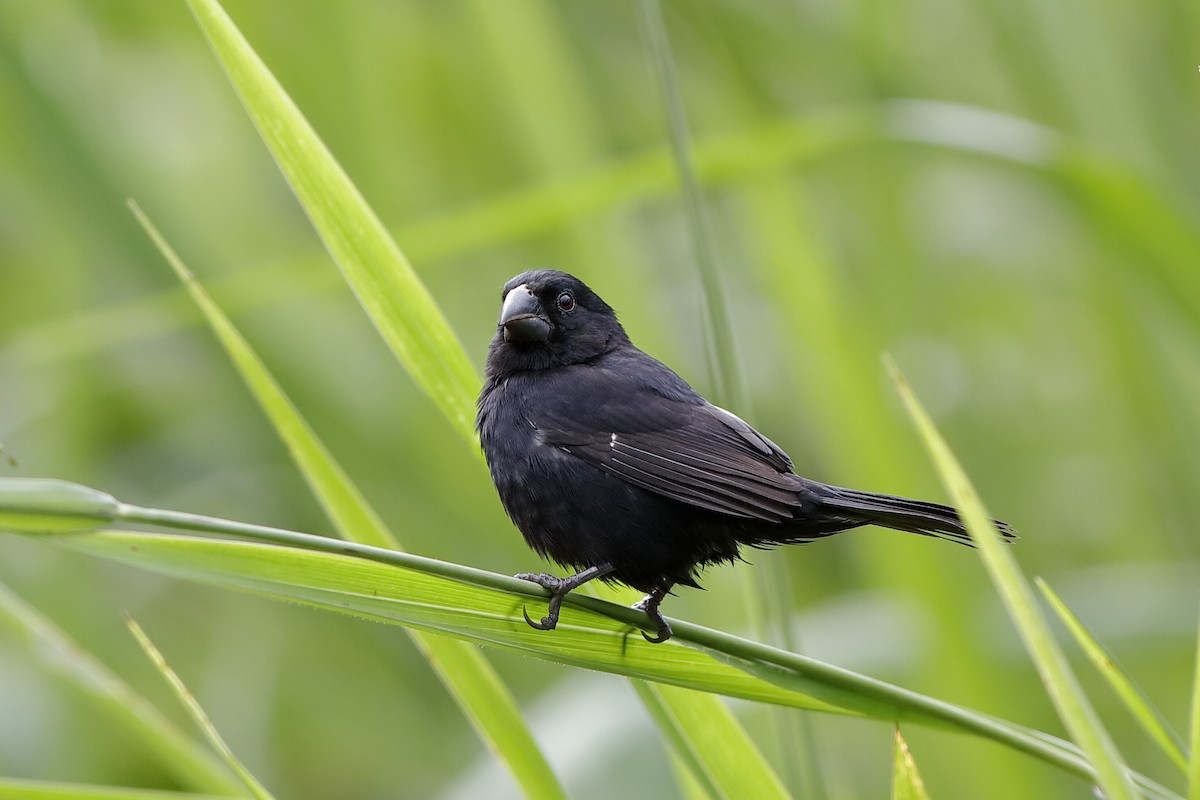 Thick-billed Seed-Finch - Holger Teichmann