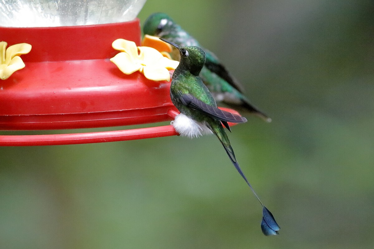 White-booted Racket-tail - Holger Teichmann