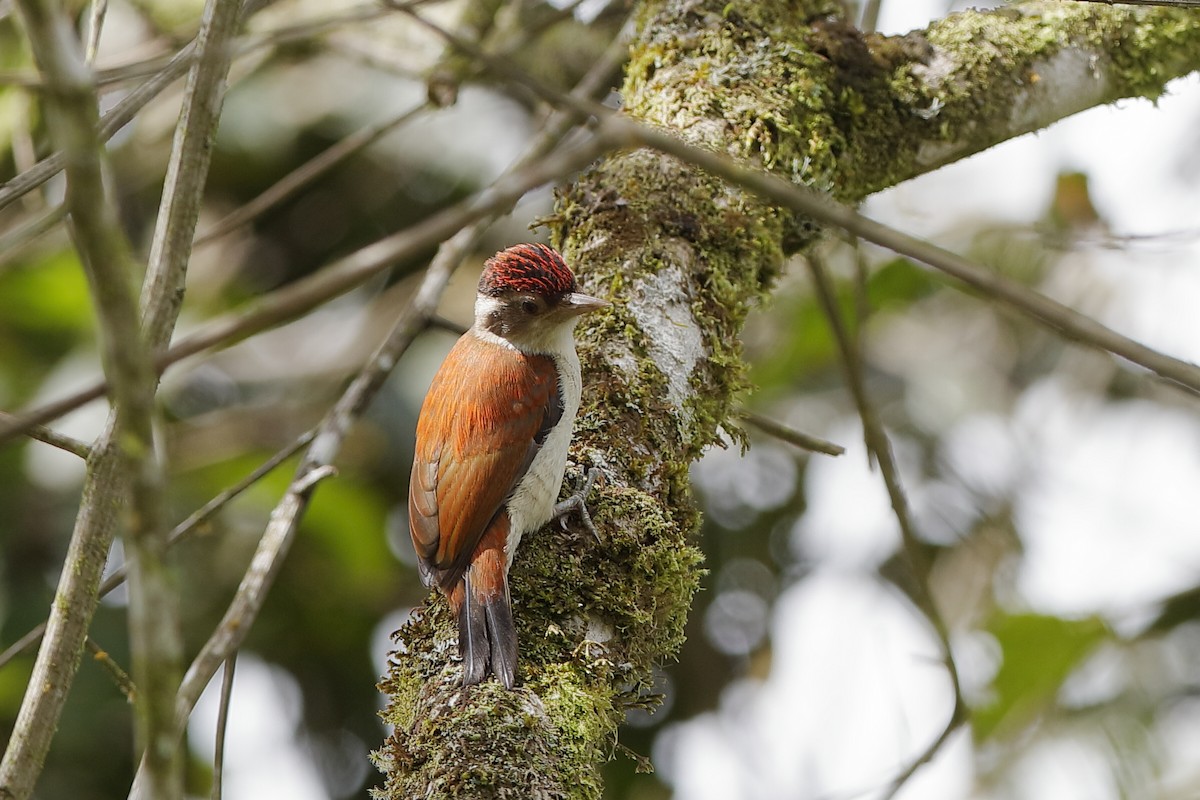 Scarlet-backed Woodpecker - ML204247511