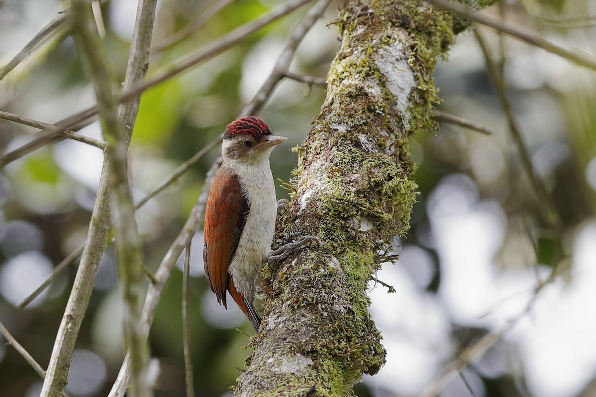 Scarlet-backed Woodpecker - ML204247521