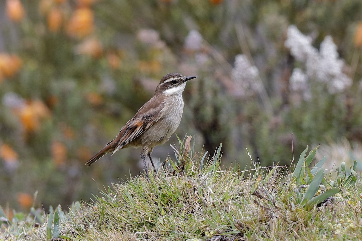 Chestnut-winged Cinclodes - ML204247641