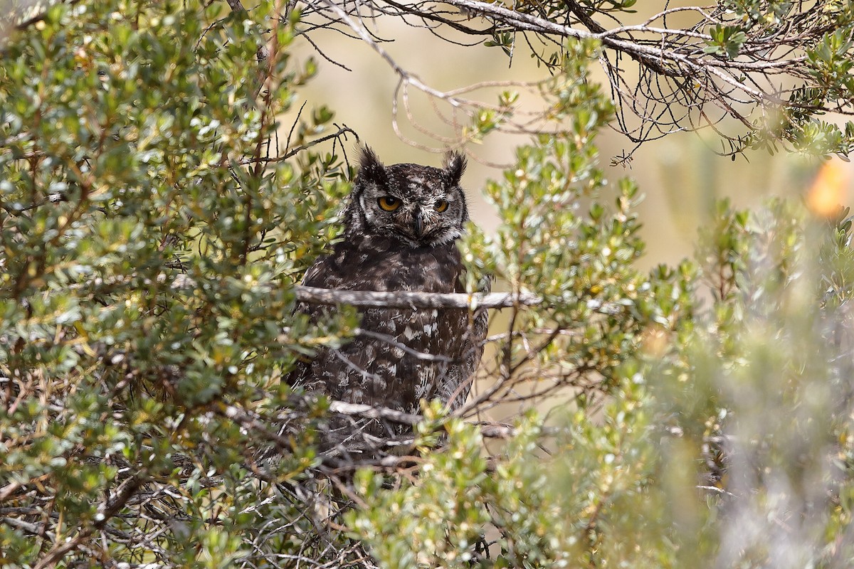 Great Horned Owl - ML204247651