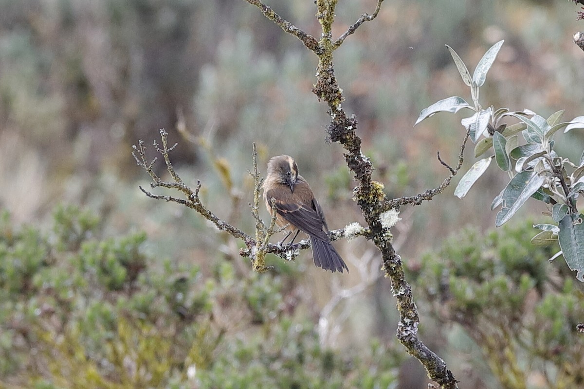 Brown-backed Chat-Tyrant - ML204247891
