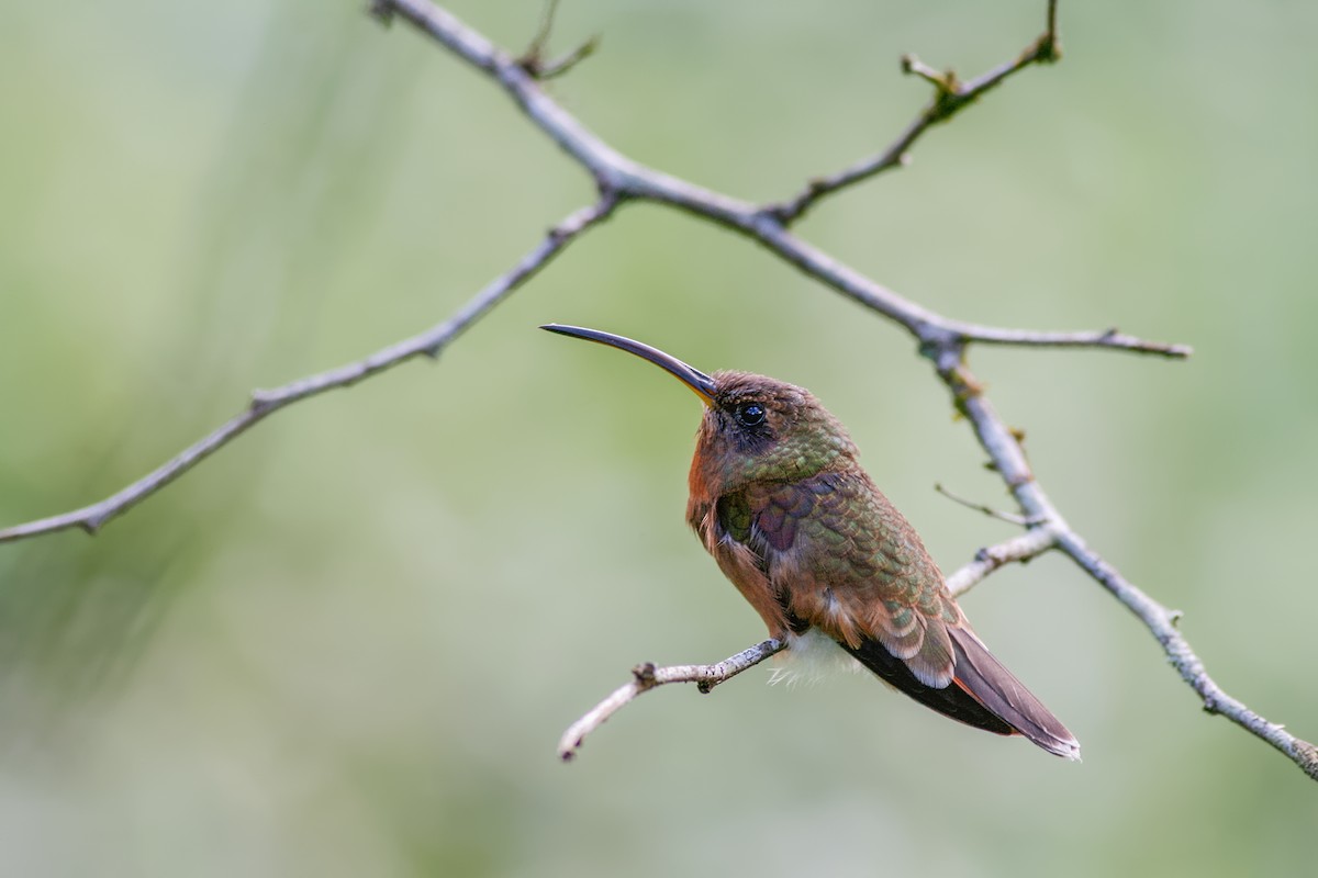 Rufous-breasted Hermit - ML204248031