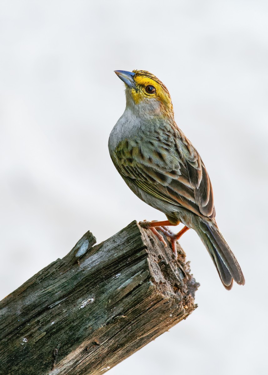 Yellow-browed Sparrow - Ivan Sjögren