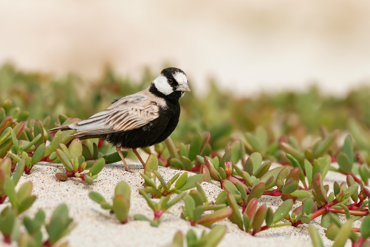 Black-crowned Sparrow-Lark - Ivan Sjögren