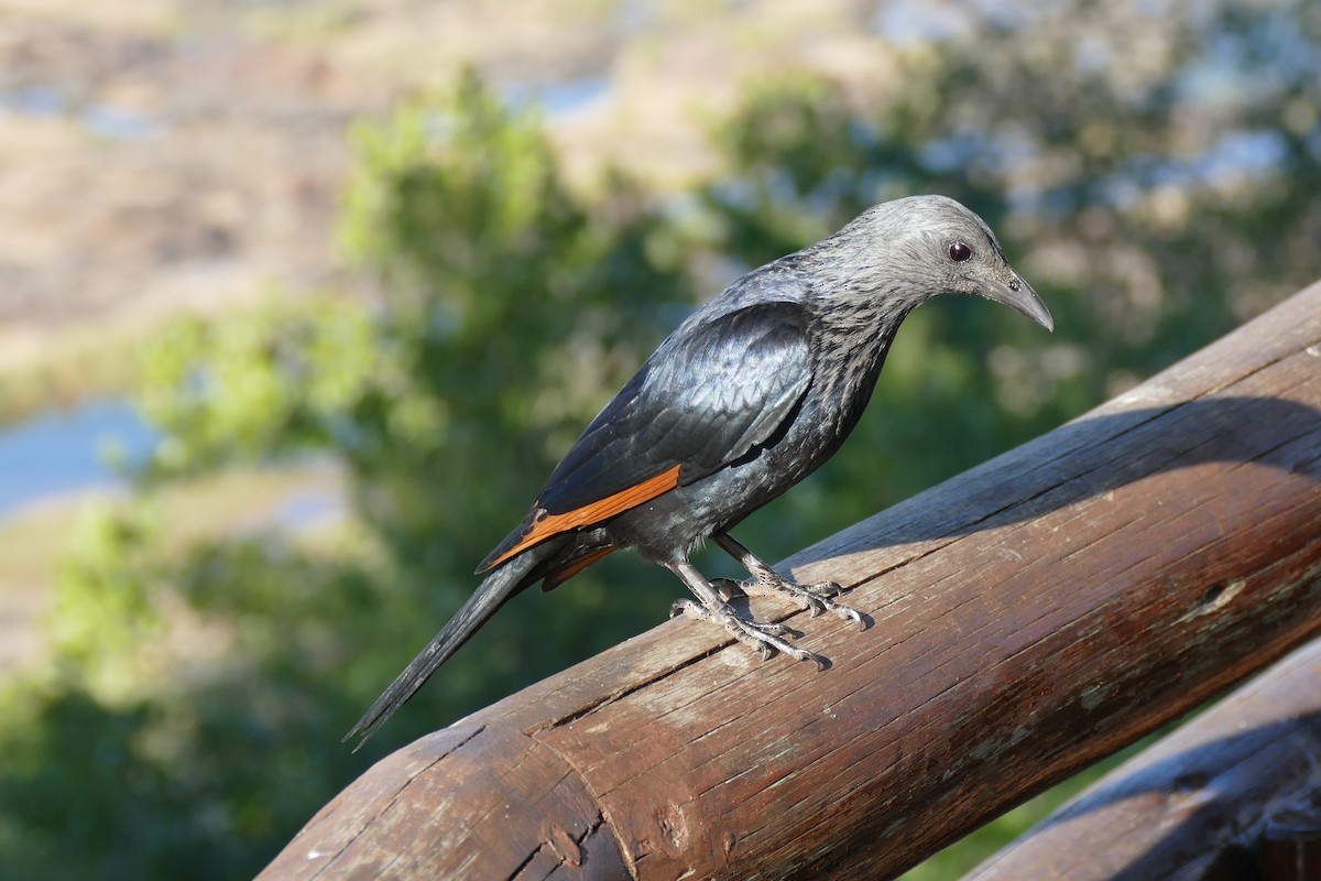 Red-winged Starling - ML204248541