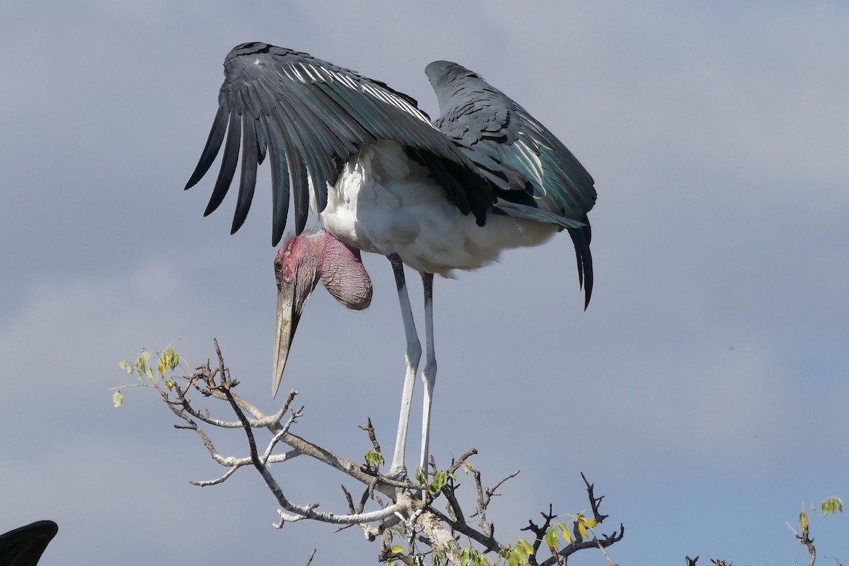Marabou Stork - Raymond Marsh