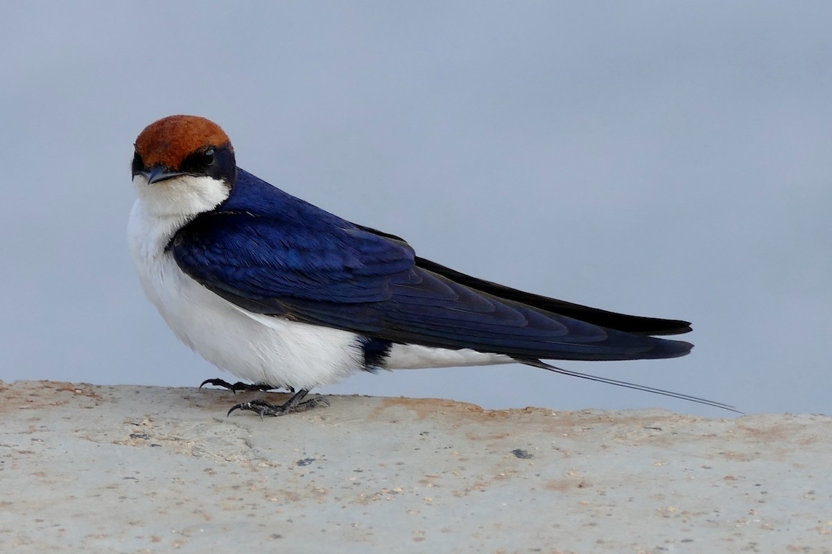 Wire-tailed Swallow - Raymond Marsh