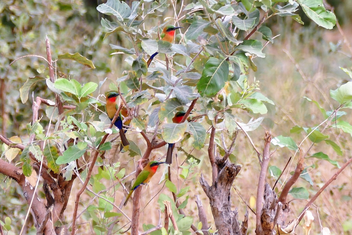 Red-throated Bee-eater - Raymond Marsh