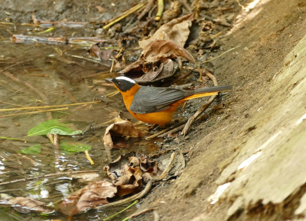 Snowy-crowned Robin-Chat - ML204248731