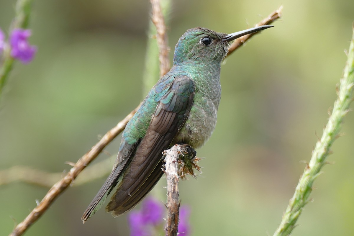 Scaly-breasted Hummingbird - Raymond Marsh