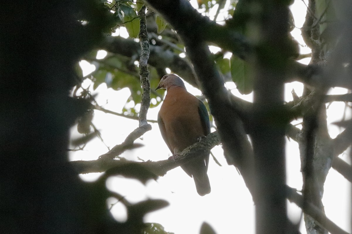Purple-tailed Imperial-Pigeon - ML204249071