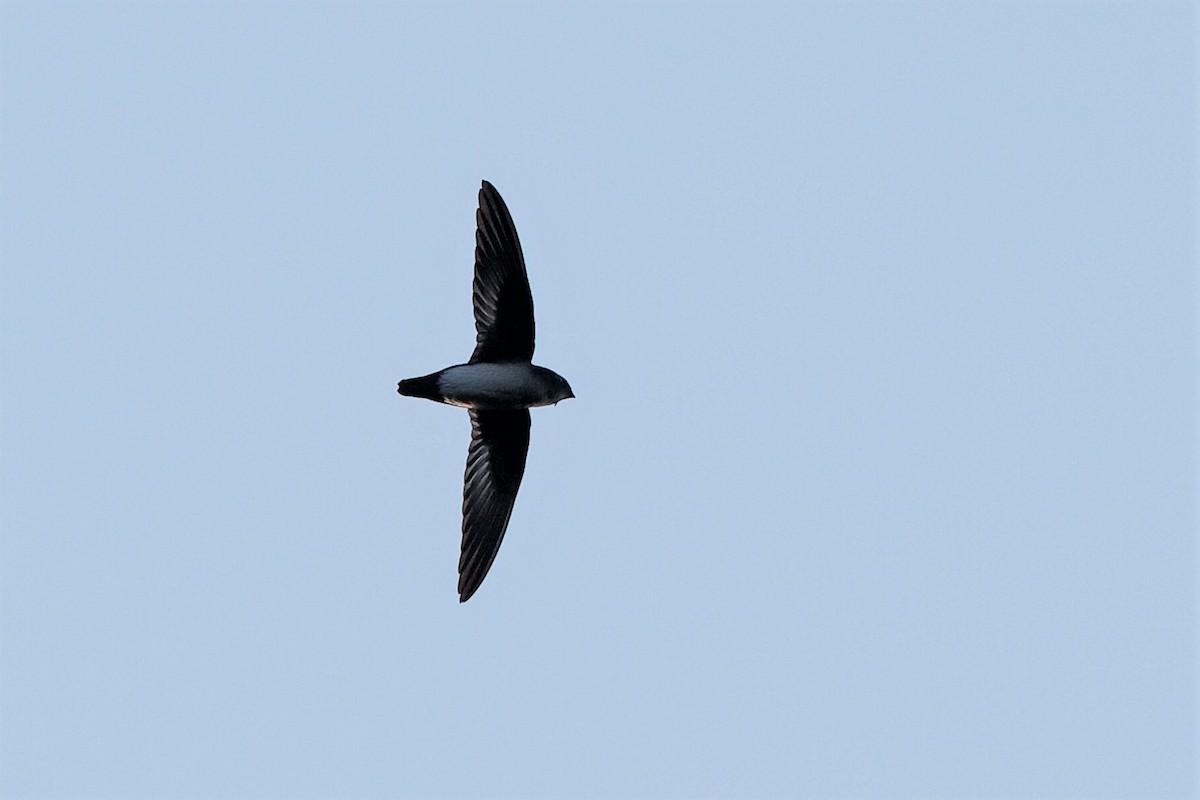 Papuan Spinetailed Swift - ML204249081