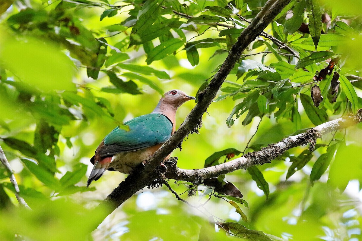 Purple-tailed Imperial-Pigeon - ML204249101