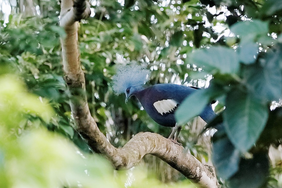 Sclater's Crowned-Pigeon - ML204249171