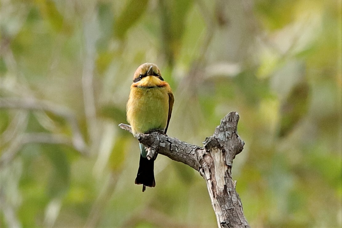 Rainbow Bee-eater - Holger Teichmann