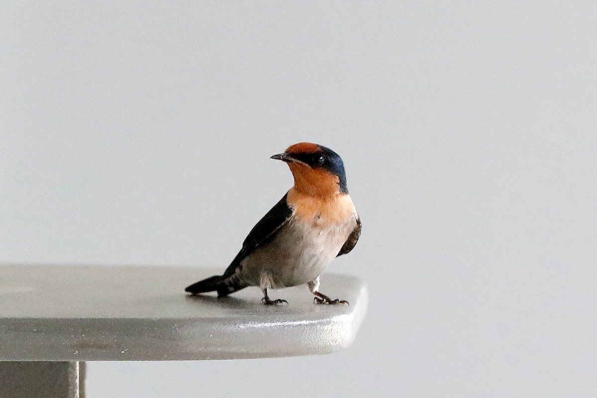 Pacific Swallow - Holger Teichmann