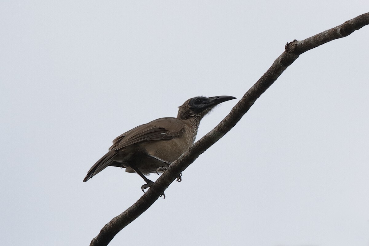 Helmeted Friarbird (New Guinea) - ML204249431