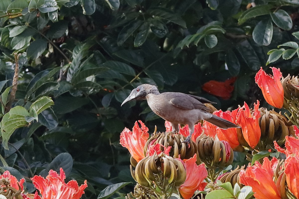 Helmeted Friarbird (New Guinea) - ML204249441