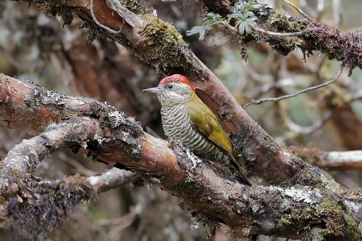 Bar-bellied Woodpecker - Holger Teichmann