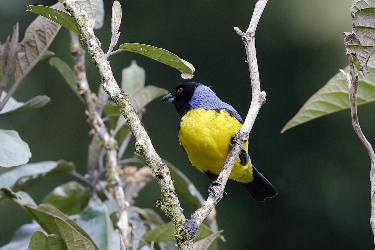 Hooded Mountain Tanager - ML204249711