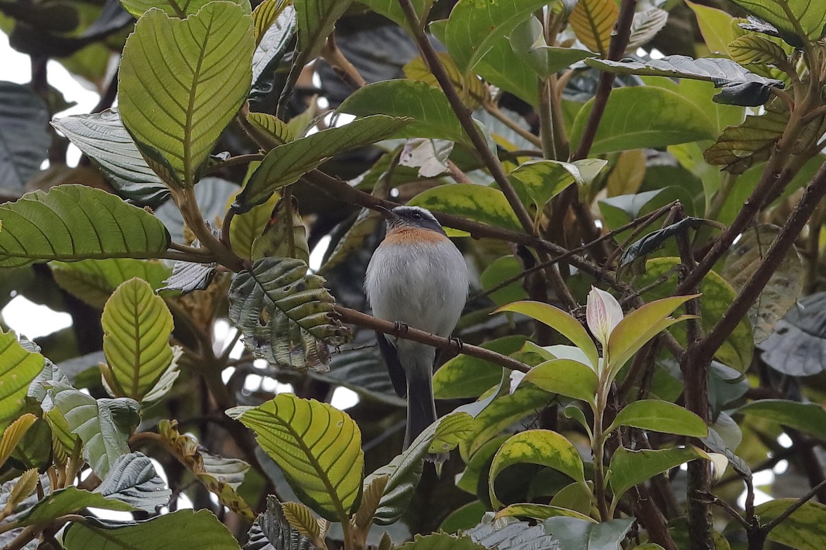Rufous-breasted Chat-Tyrant - ML204249861