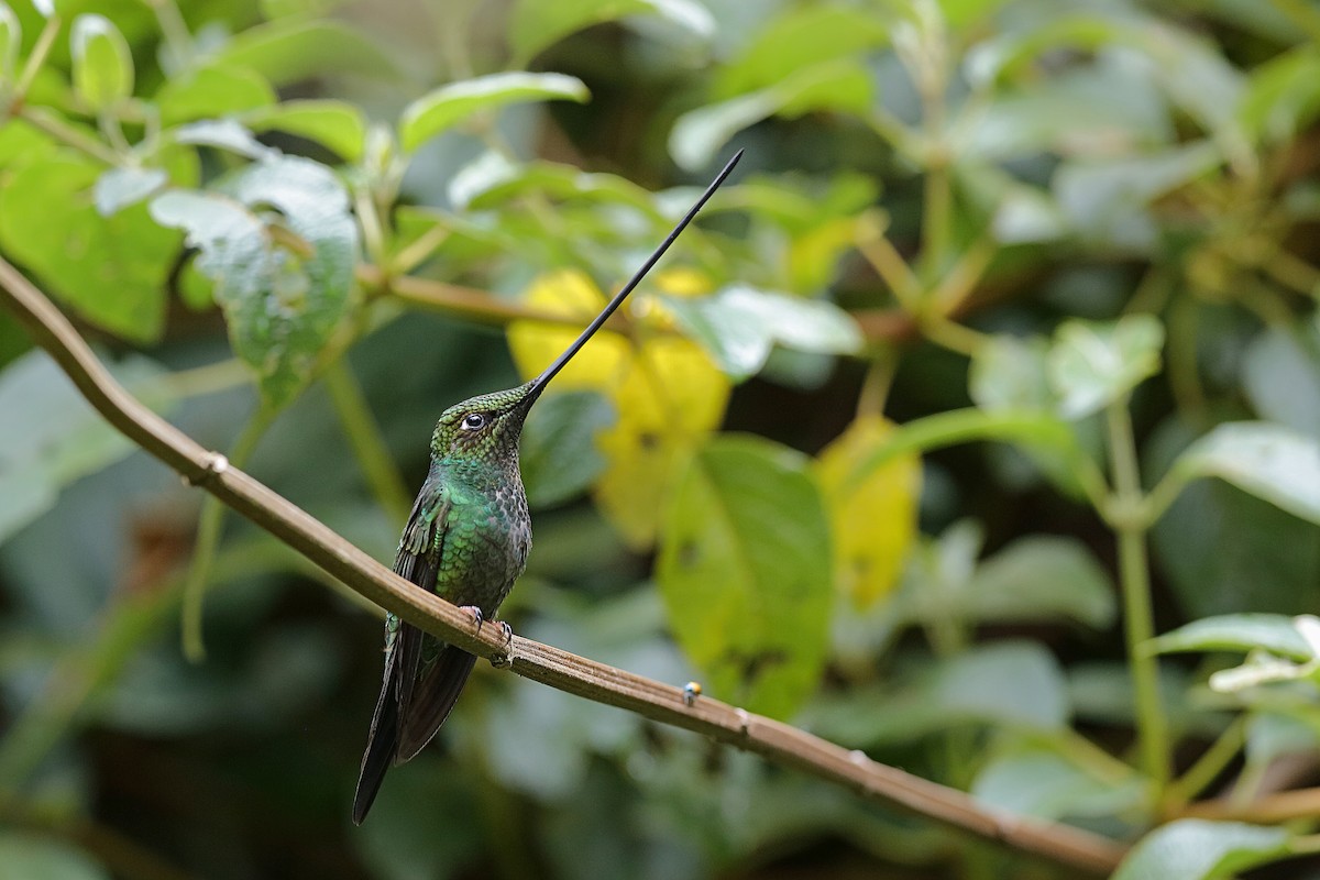 Sword-billed Hummingbird - Holger Teichmann
