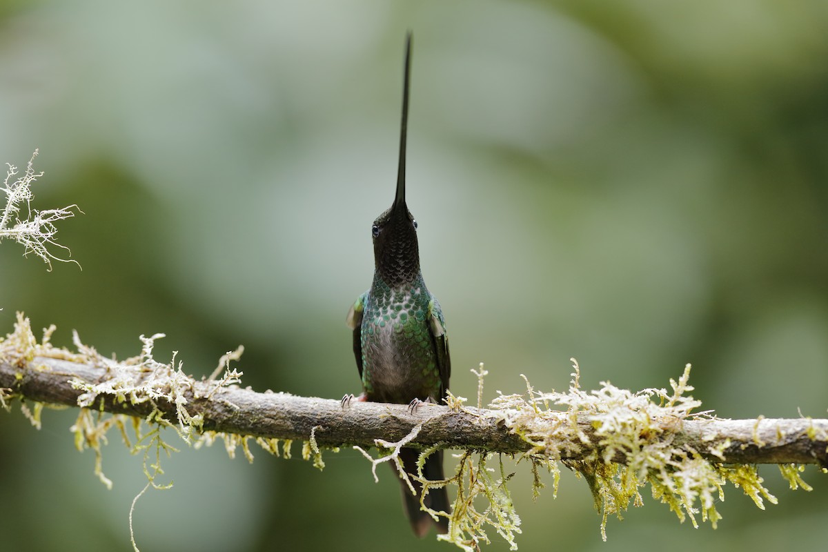 Sword-billed Hummingbird - Holger Teichmann