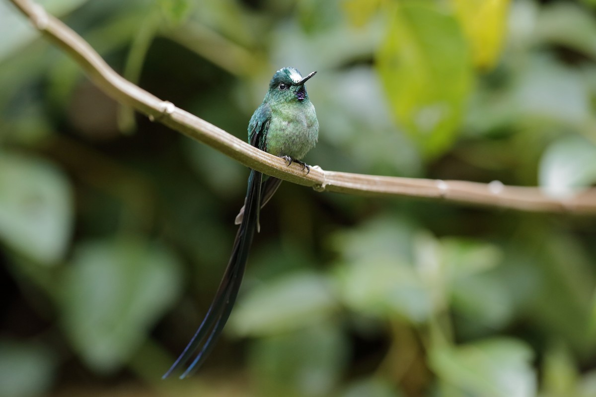 Long-tailed Sylph - ML204249911