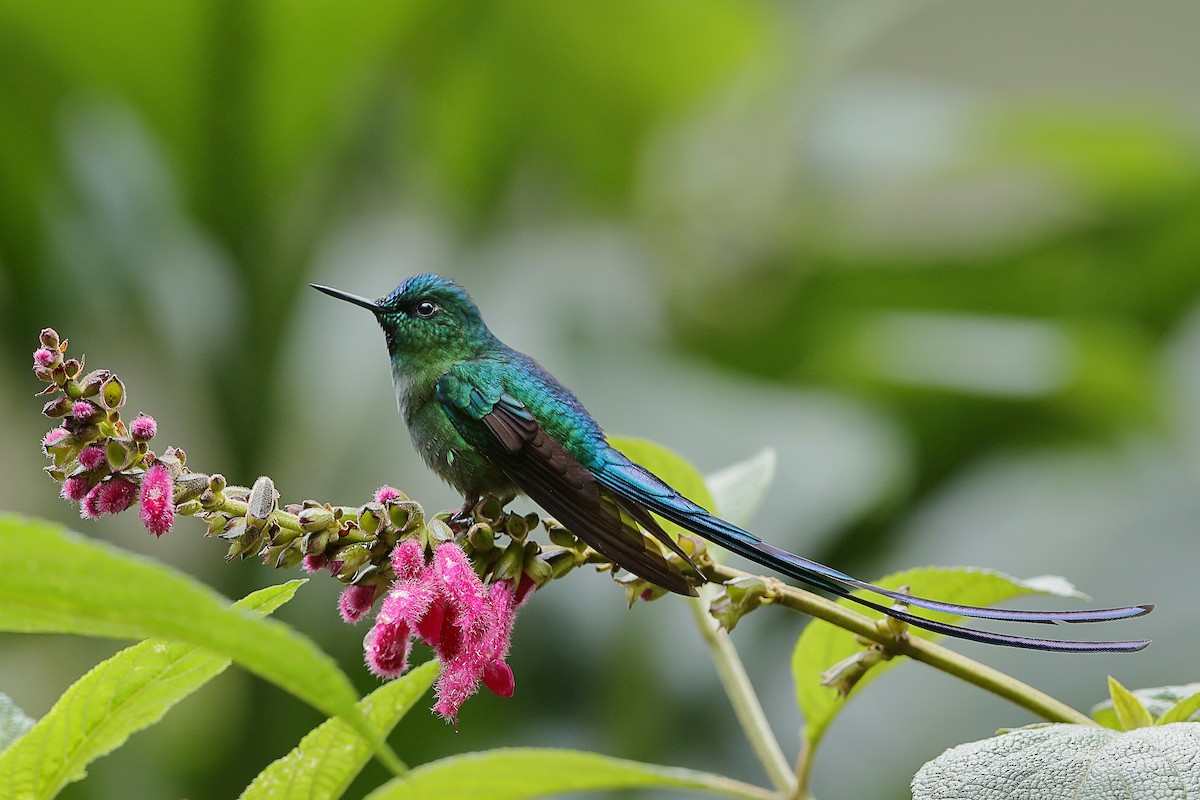 Long-tailed Sylph - ML204249921
