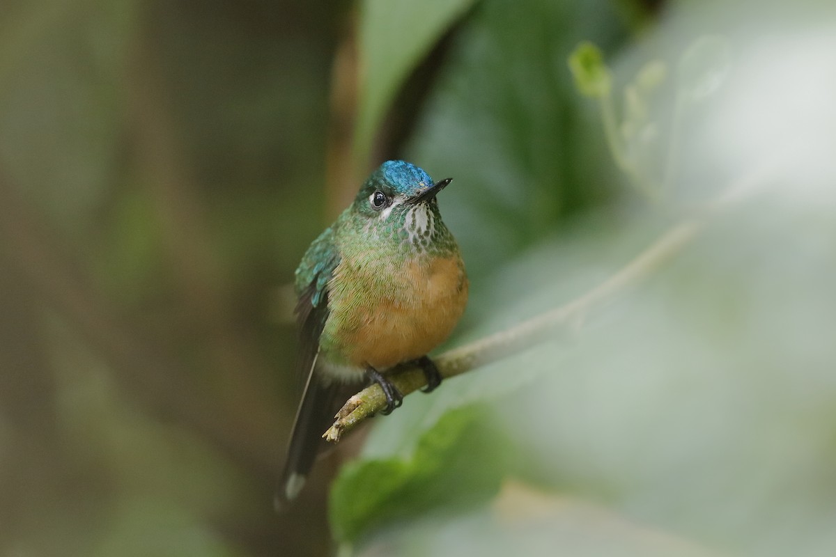 Long-tailed Sylph - ML204249951