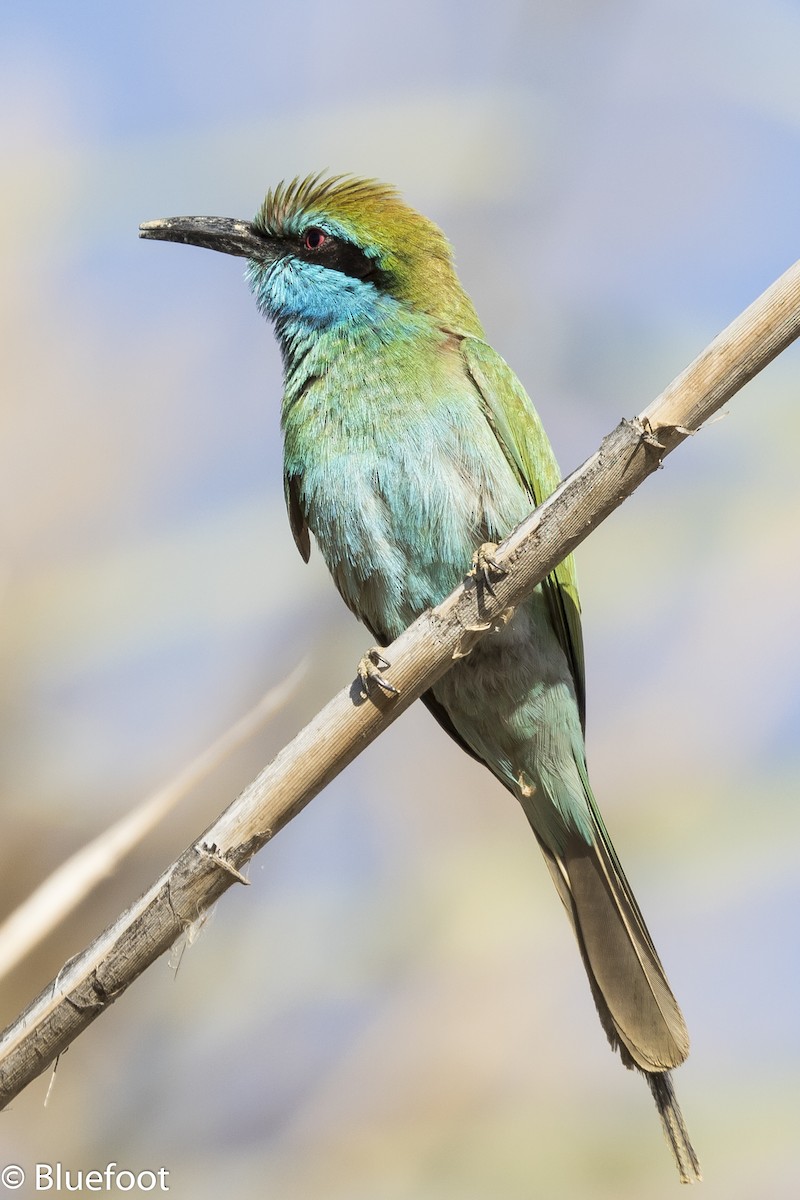 Arabian Green Bee-eater - Frans Buiter