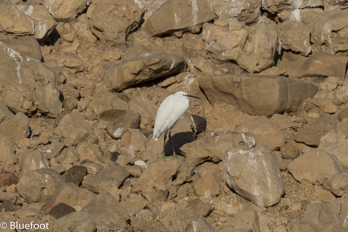 Little Egret (Western) - Frans Buiter