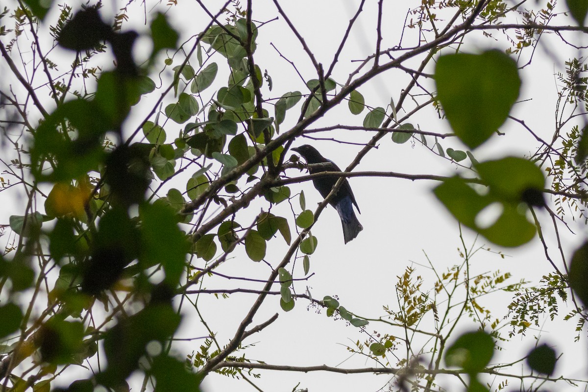 Asian Fairy-bluebird - Frans Buiter