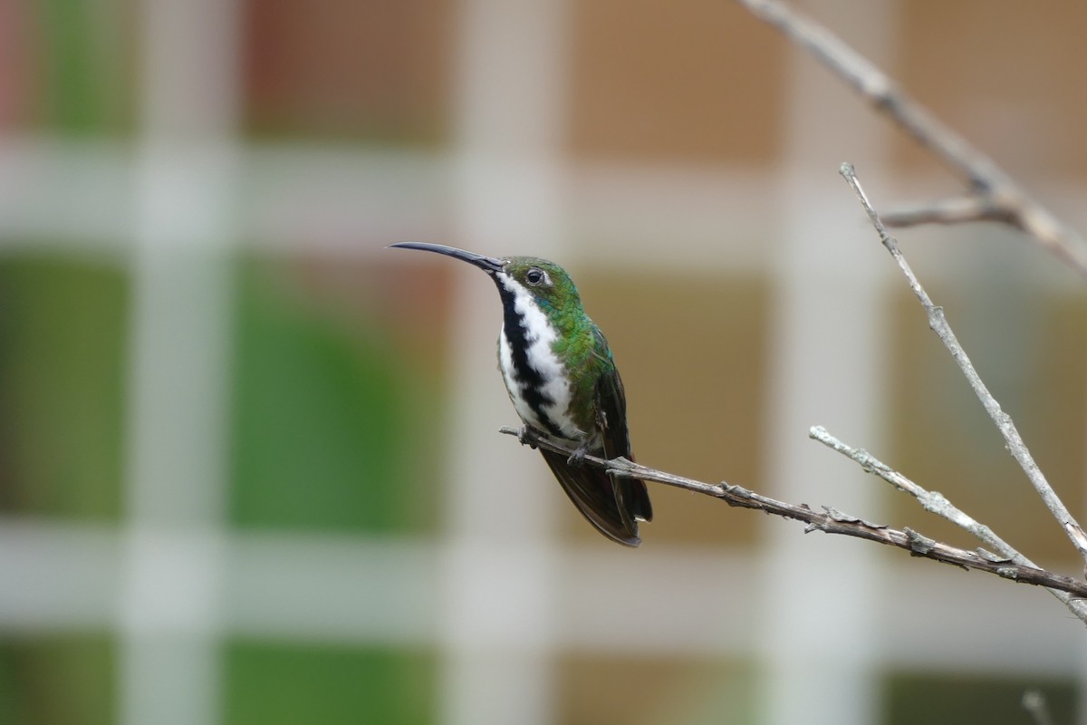 kolibřík tropický - ML204250971