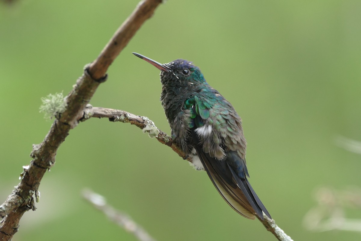 Indigo-capped Hummingbird - Raymond Marsh